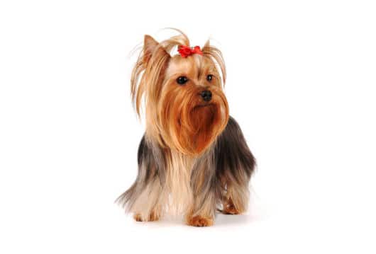 Caring for yorkshire terriers - Champ - Richer