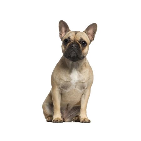 CHAMP-RICHER (Champion) para cão com pelo curto e liso