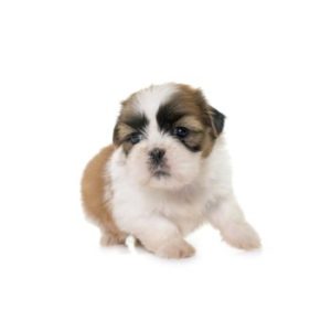 CHAMP-RICHER (Champion) shampoo Shih Tzu puppy