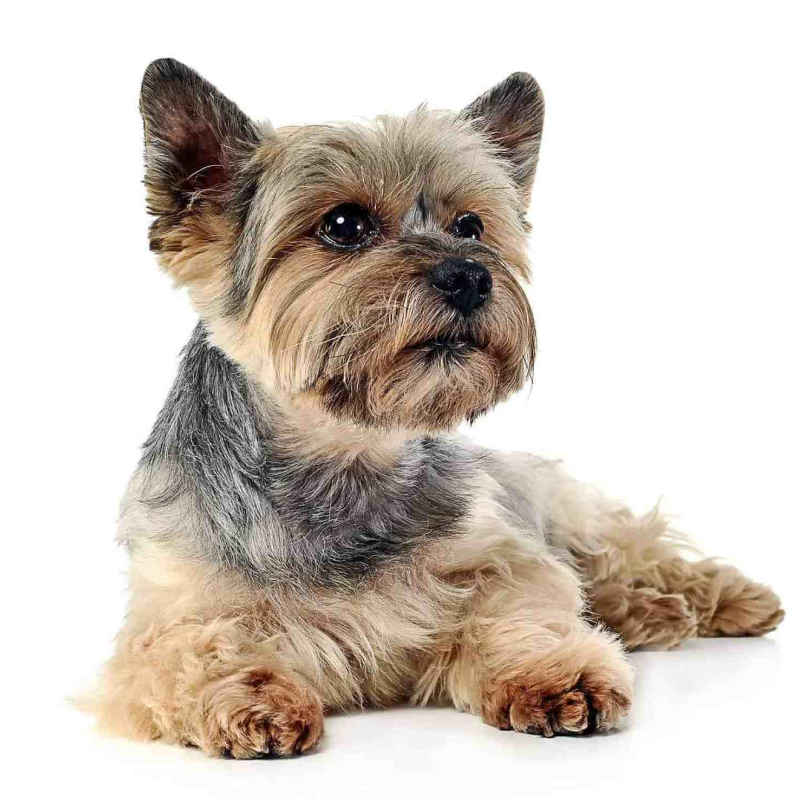 CHAMP-RICHER (Champion) conditioner Yorkshire Terrier