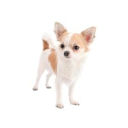 CHAMP-RICHER (Champion)cães de todos os tipos de pêlo – fórmula de proteína restauradora
