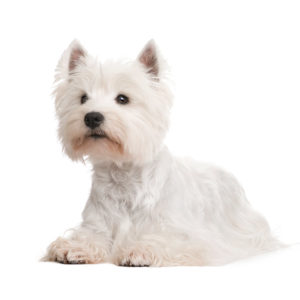 CHAMP-RICHER (Champion) shampoo white puppy