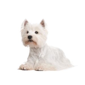 CHAMP-RICHER (Champion) dog white coat