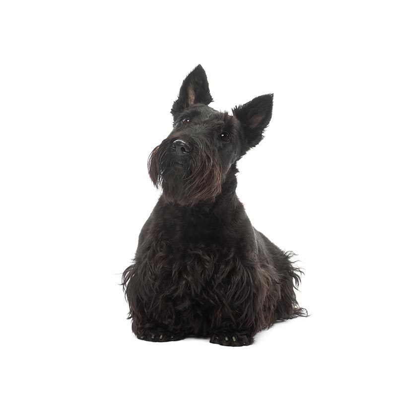 CHAMP-RICHER (Champion) champô para cão de pêlo negro