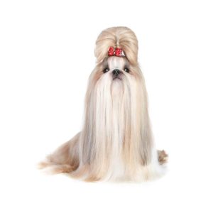 CHAMP-RICHER (Champion) dog shampoo Shih Tzu