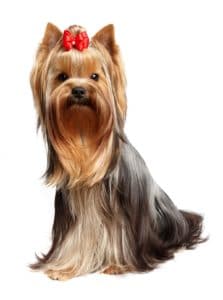 CHAMP-RICHER (Champion) acondicionador para Yorkshire Terrier