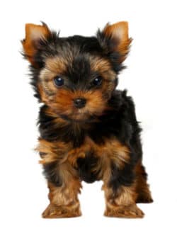 CHAMP-RICHER (Champion) shampoo Yorkshire Terrier puppy