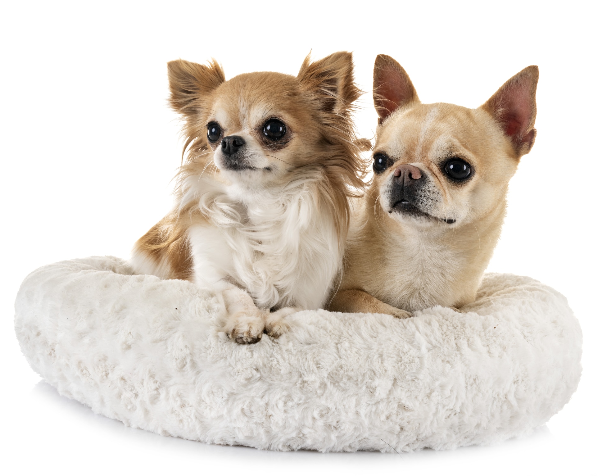 CHAMP-RICHER (Champion) dog shampoo Chihuahua